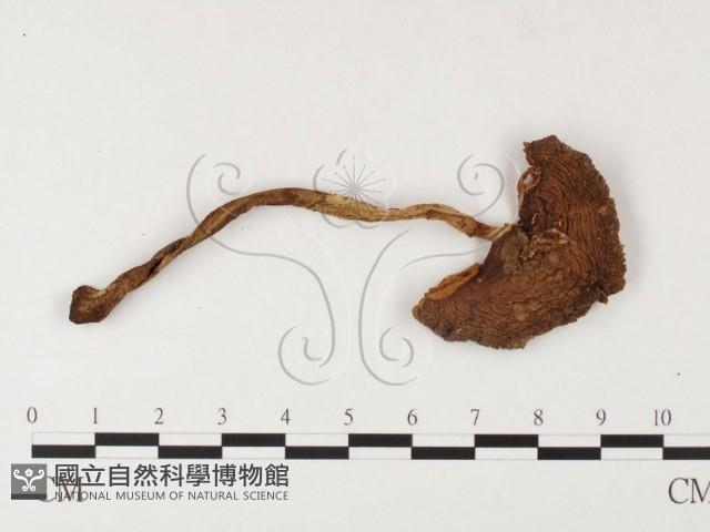 登錄號:F0026120藏品圖，第1張