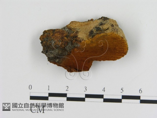 登錄號:F0006120藏品圖，第1張