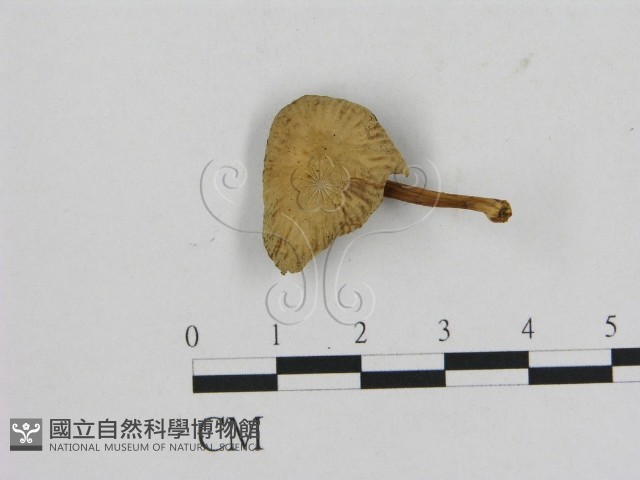 登錄號:F0016120藏品圖，第1張