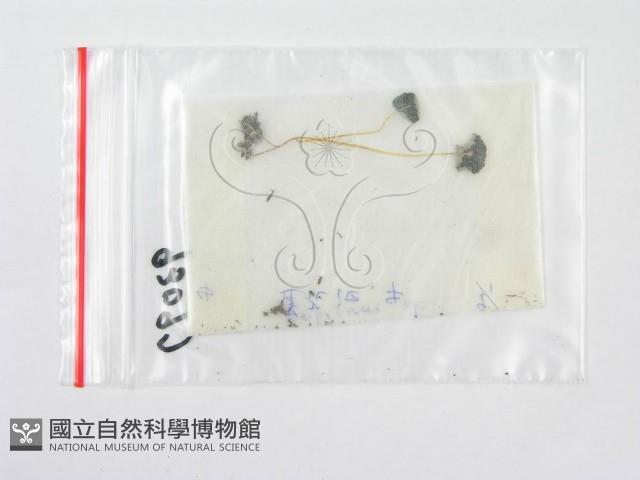 鬼傘屬藏品圖，第1張