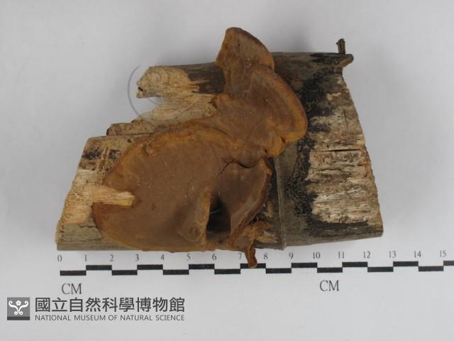 木層孔菌屬藏品圖，第1張