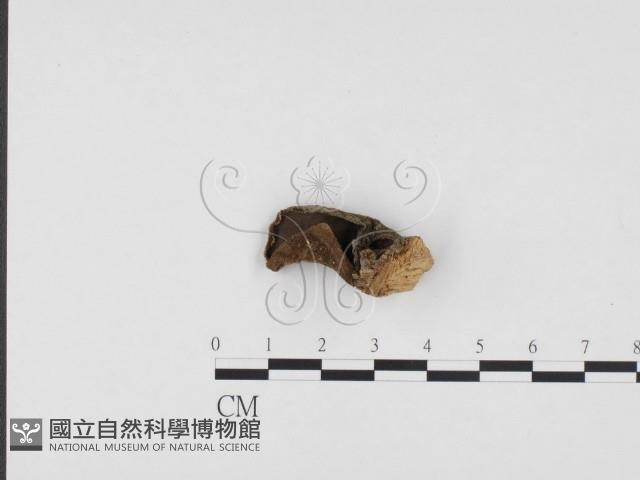 毛木耳藏品圖，第1張