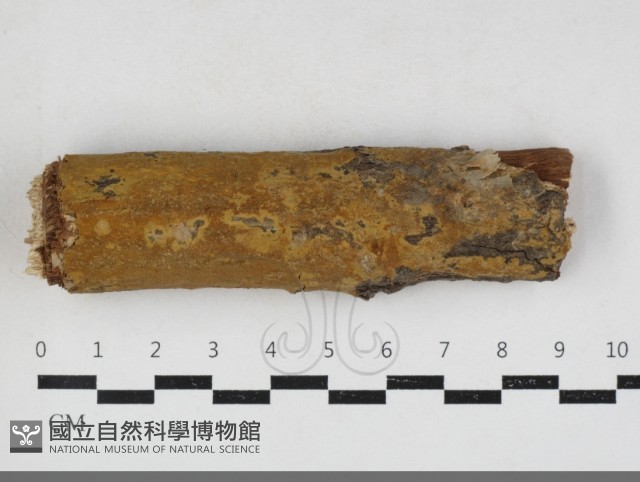 刺革菌屬藏品圖，第1張