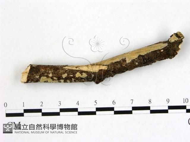 登錄號:F0022120藏品圖，第1張