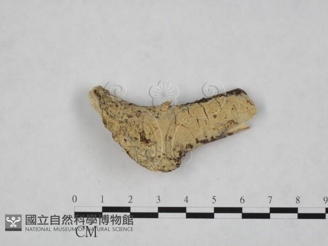 登錄號:F0012120藏品圖，第1張