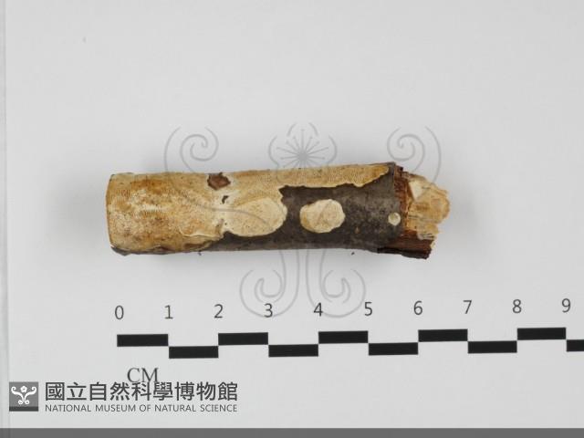 登錄號:F0032120藏品圖，第1張