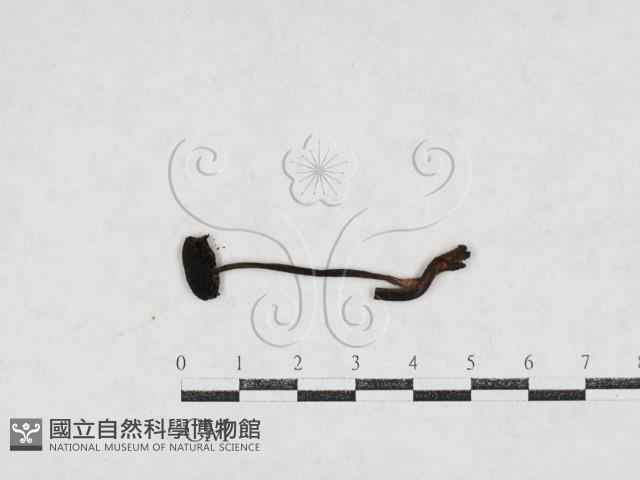 登錄號:F0027120藏品圖，第1張