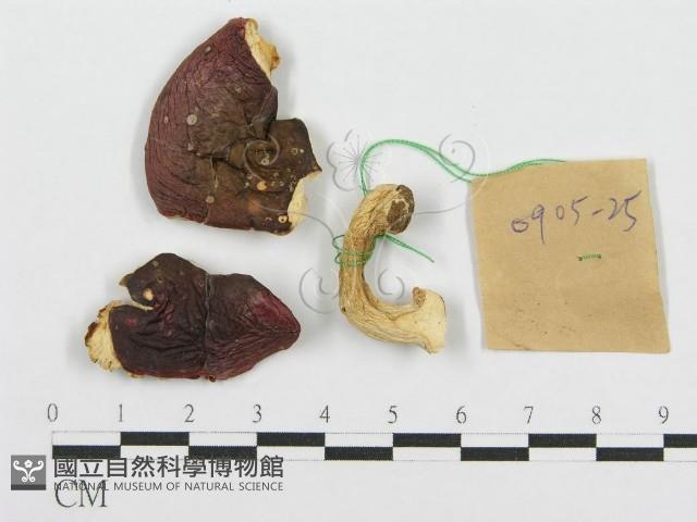 紅菇屬藏品圖，第1張
