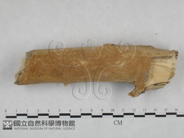 登錄號:F0025120藏品圖，第1張