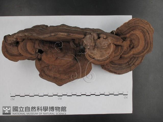 登錄號:F0015120藏品圖，第1張