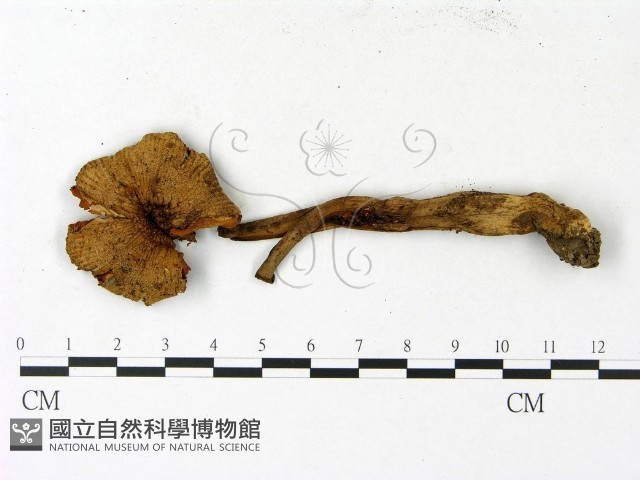 登錄號:F0023120藏品圖，第1張