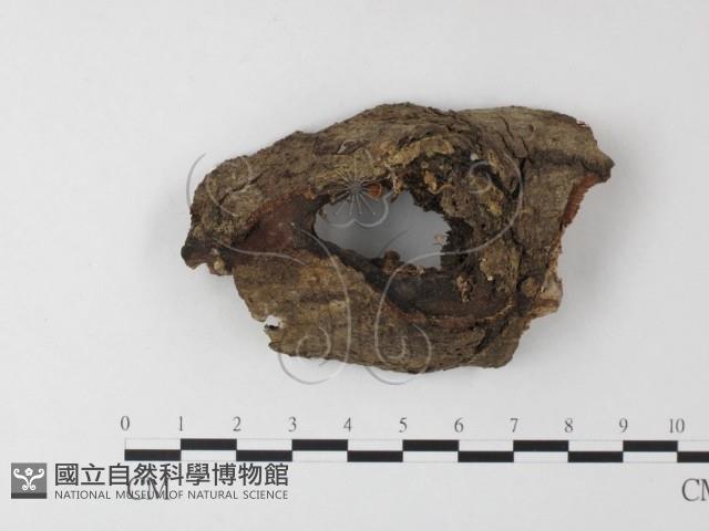 小菇屬藏品圖，第1張