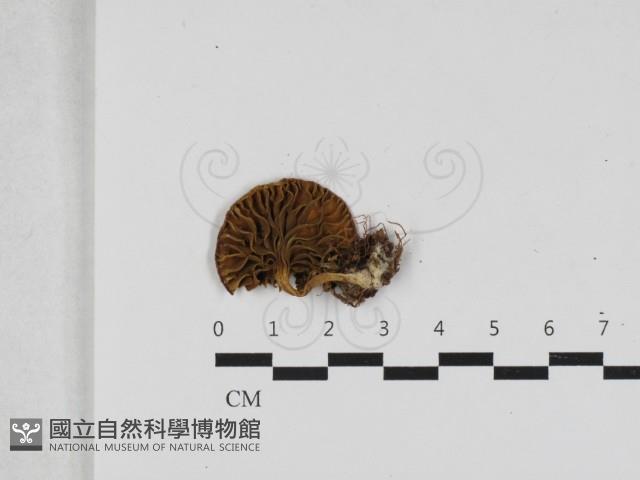 登錄號:F0033120藏品圖，第3張