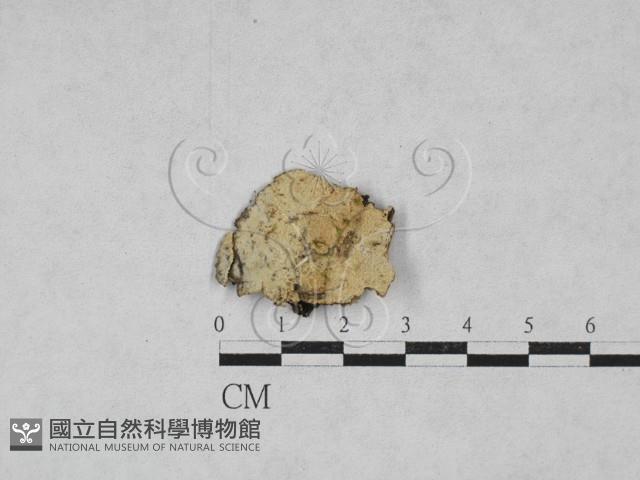 絲齒菌屬藏品圖，第1張