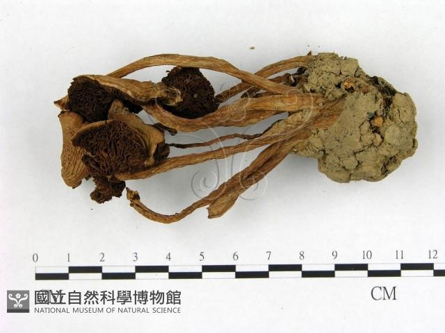 盔孢傘屬藏品圖，第1張