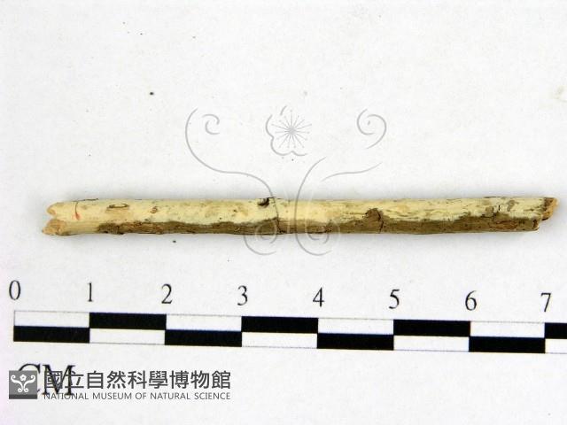 登錄號:F0010020藏品圖，第1張
