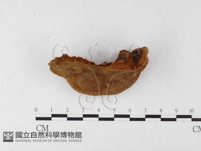木層孔菌屬藏品圖，第1張