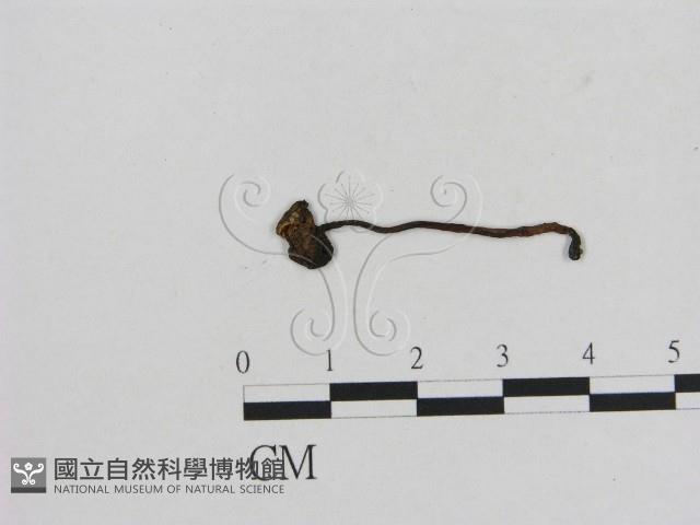 小菇屬藏品圖，第1張