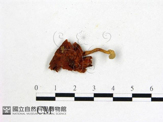 登錄號:F0011020藏品圖，第1張