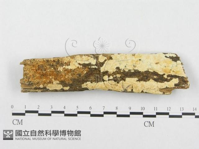 登錄號:F0014020藏品圖，第1張