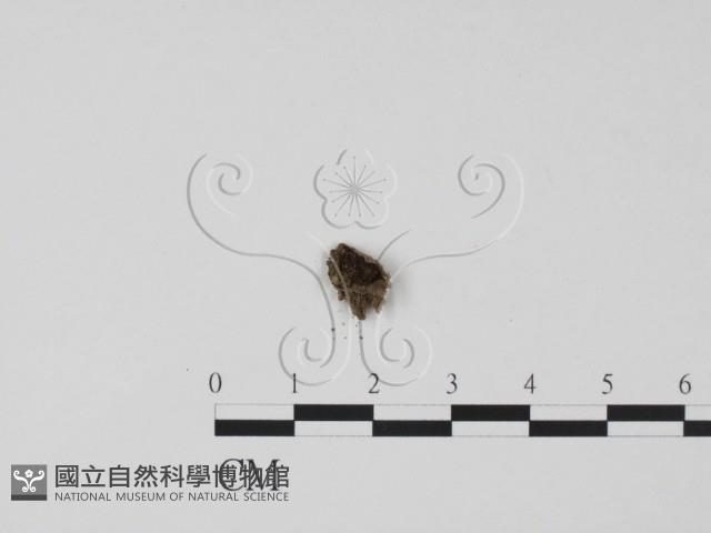 登錄號:F0022020藏品圖，第1張