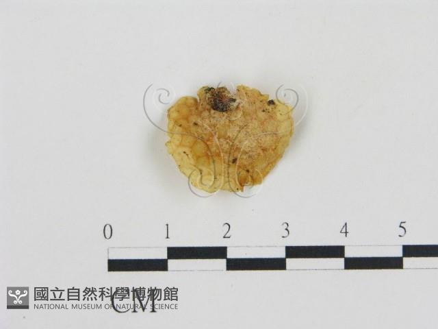 登錄號:F0002020藏品圖，第1張