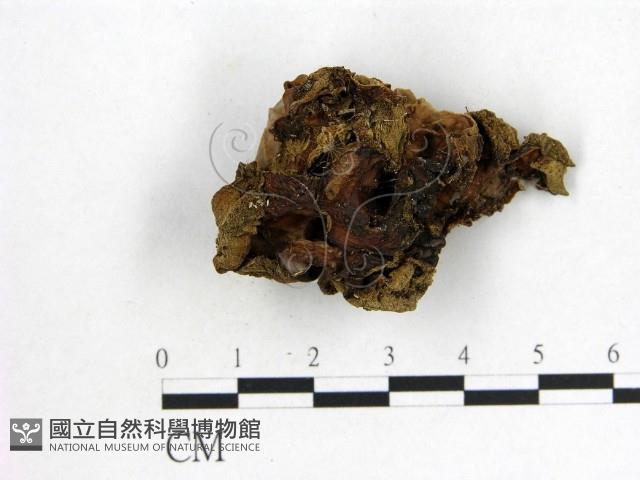 木耳屬藏品圖，第1張