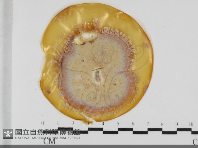 登錄號:F0032020藏品圖，第1張