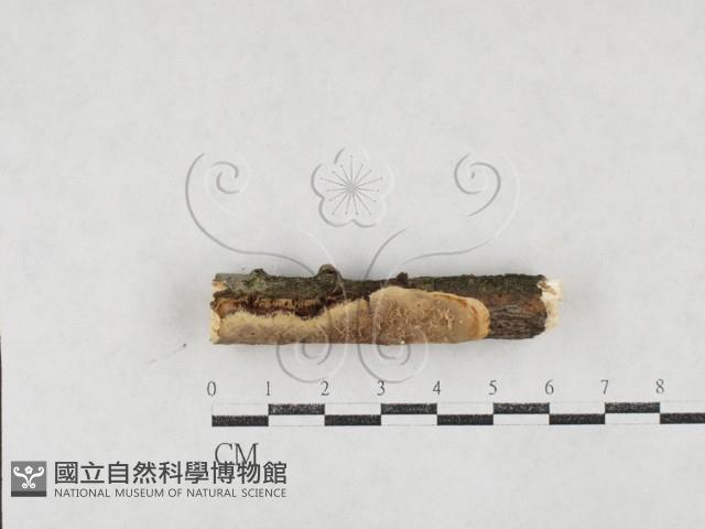 刺皮菌屬藏品圖，第1張