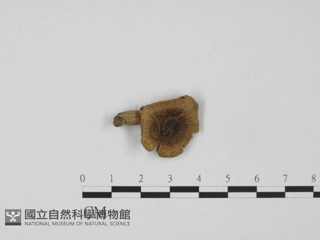 紅菇屬藏品圖，第1張