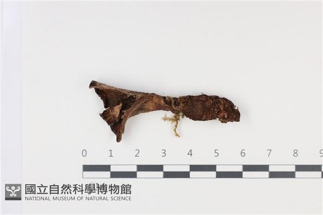 登錄號:F0035020藏品圖，第1張