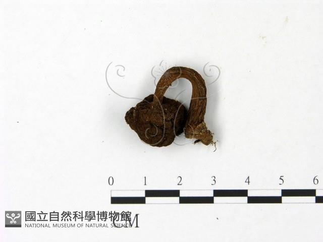 登錄號:F0023020藏品圖，第1張