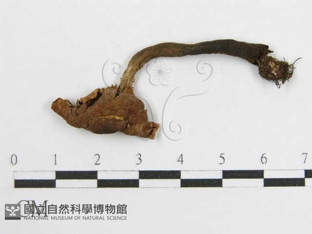 登錄號:F0003020藏品圖，第1張