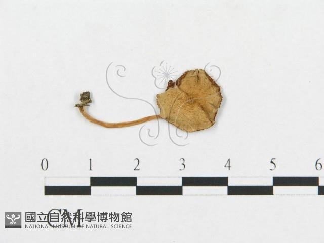 登錄號:F0013020藏品圖，第1張