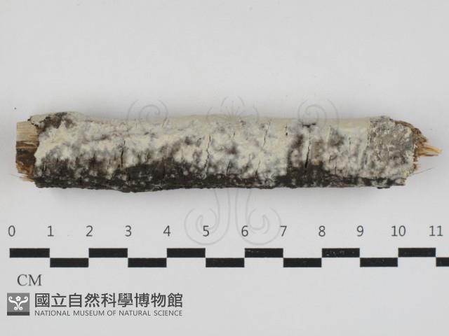 登錄號:F0033020藏品圖，第1張