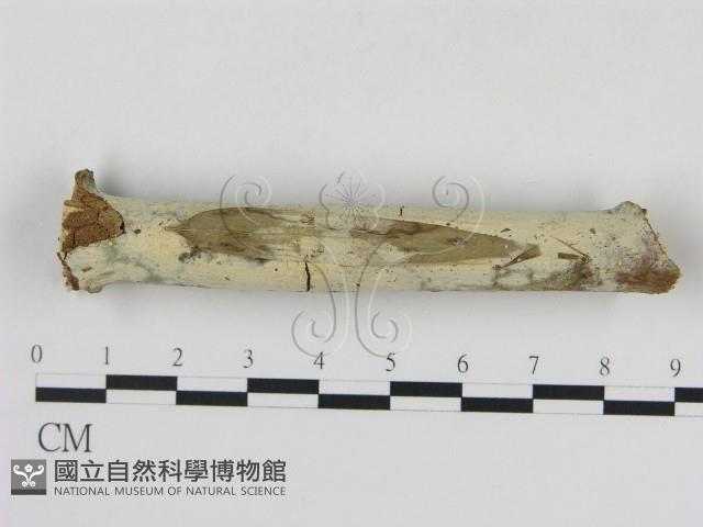 冇骨消絲齒菌藏品圖，第1張