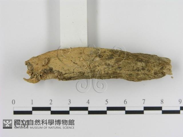登錄號:F0000320藏品圖，第1張