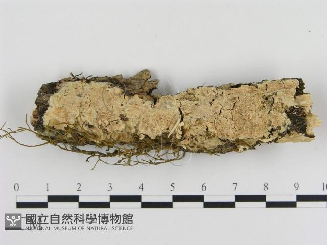 Accession Number:F0010320 Collection Image, Figure 1, Total 2 Figures