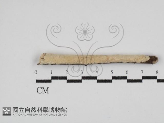 顯絲菌屬藏品圖，第1張