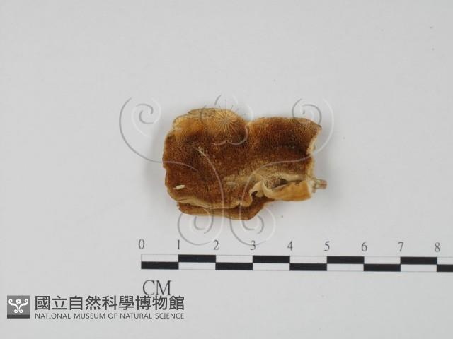 登錄號:F0006320藏品圖，第1張