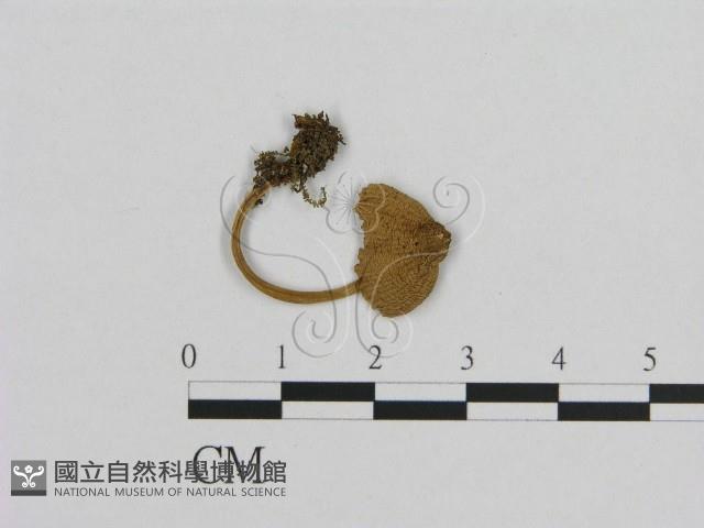 小菇屬藏品圖，第1張