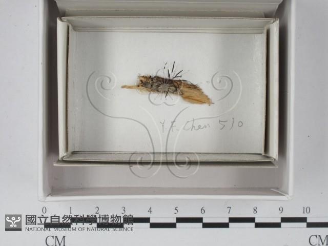 登錄號:F0021320藏品圖，第1張