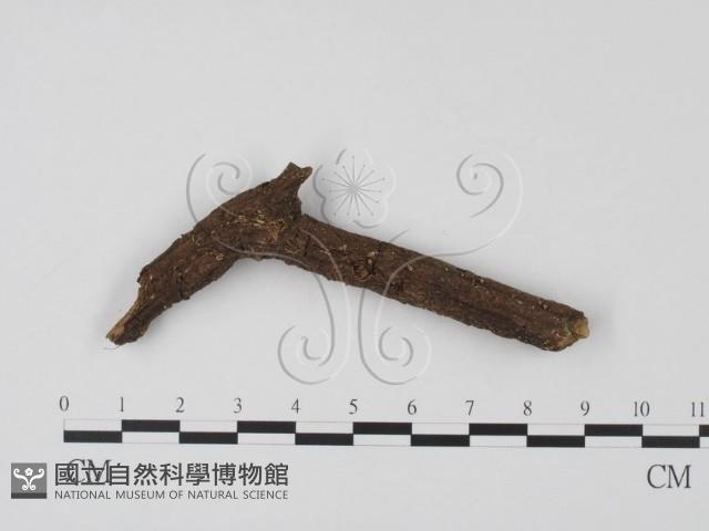 登錄號:F0001320藏品圖，第1張