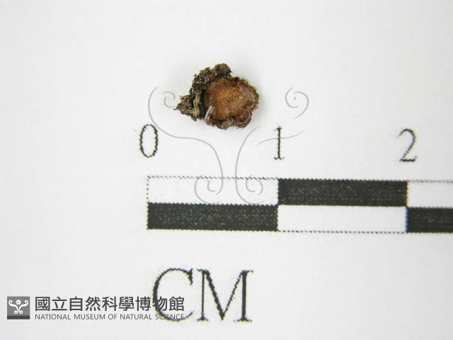 登錄號:F0011320藏品圖，第3張