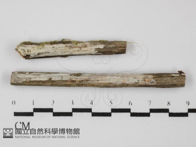 登錄號:F0031320藏品圖，第1張