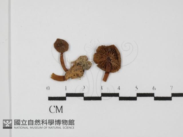 登錄號:F0024320藏品圖，第1張