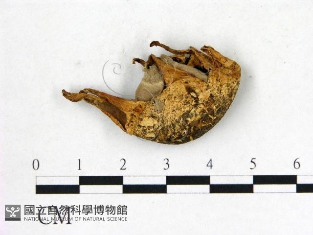 地星屬藏品圖，第1張