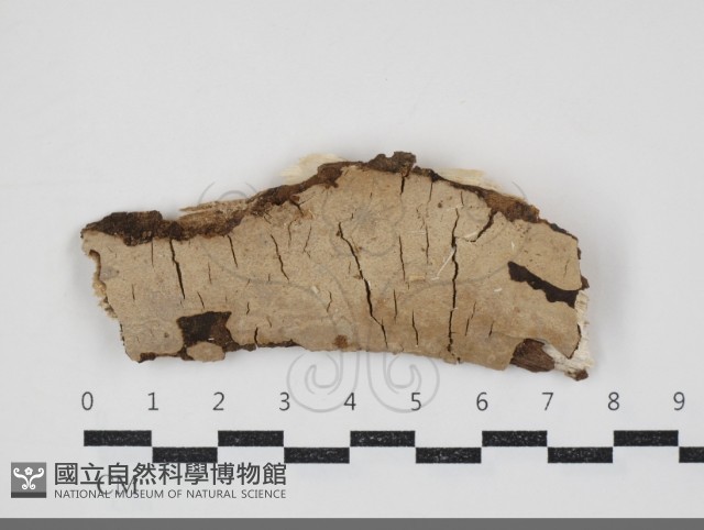 刺皮菌屬藏品圖，第1張
