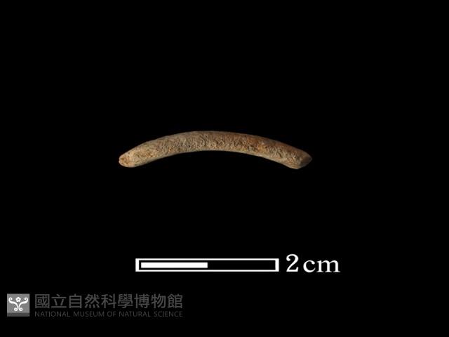 陶環藏品圖，第1張