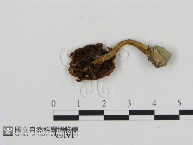 登錄號:F0002320藏品圖，第1張